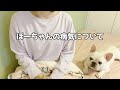 皆さんに大切なお話があります。【フレンチブルドッグ frenchbulldog】