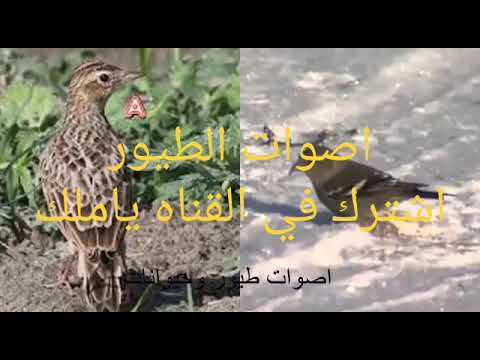 صوت الصلنج اصلي البرقيطي