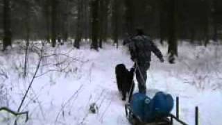 Собака учится тянуть санки Собака учится тянуть санки