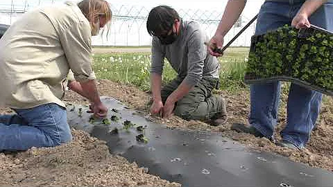 MSU Organic Farmer Training Program