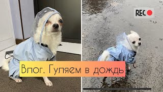 Влог| Гуляем с собакой под дождем | Купание собаки