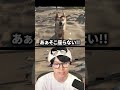 犬へのツッコミが止まらない配信者#葉 #ゲーム実況 #restoreyourisland