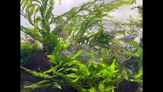 : FISH FEEDING UPDATE - October 25