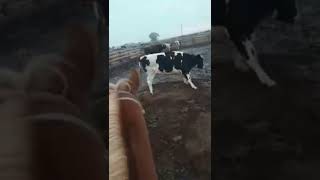 Washington Feed lot Pen riding
