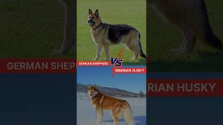 German Shepherd Vs Siberian Husky ? #facts #husky #gsd #viral  #shorts