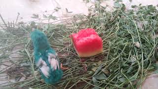 Green Salad with watermelon Eating Chicks