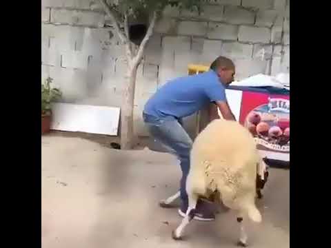 أجمل حالات واتس اب 2018 عيد الأضحى مضحك جدآ مابدي 