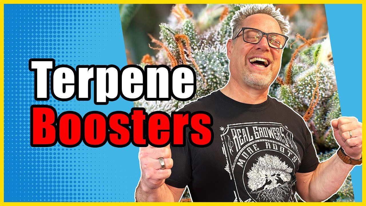 Сделайте ЭТО, чтобы вырастить каннабис, богатый терпенами, с большим вкусом и силой действия