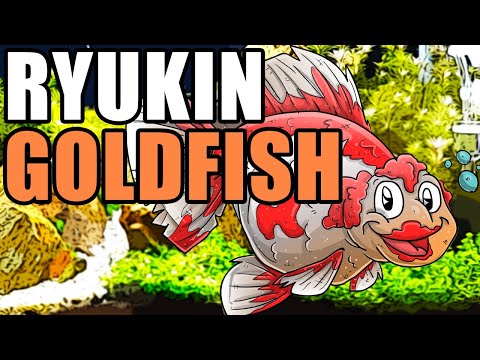 Video: How To Cure Riukin Goldfish