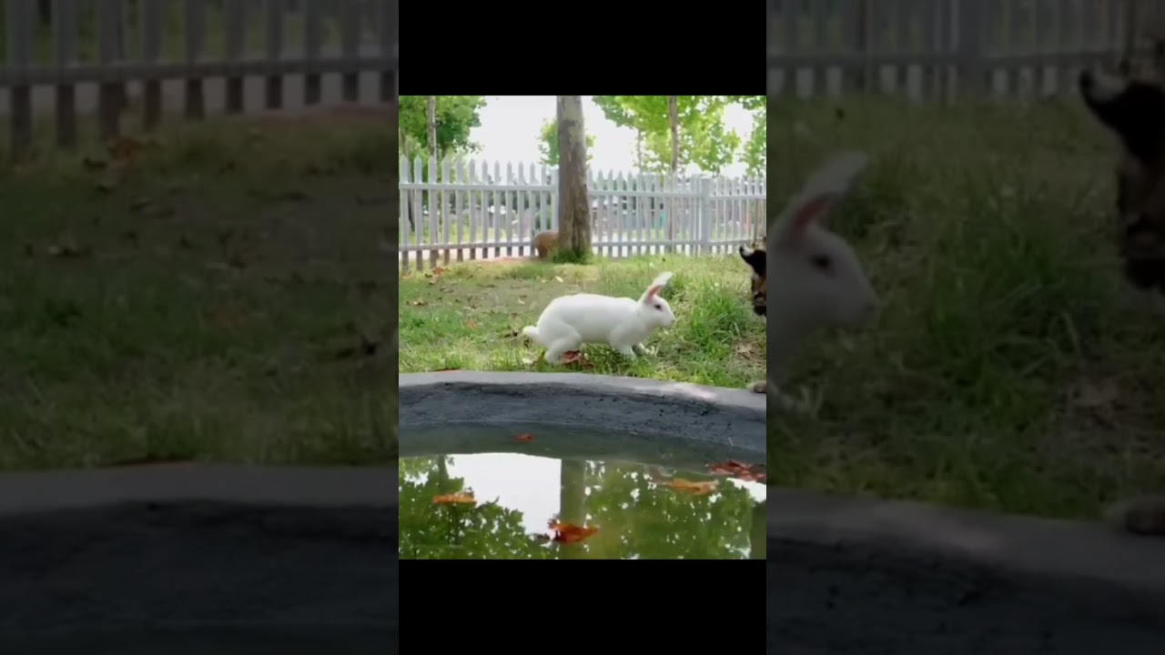 Baby Tiger and Rabbit Play Time 🐅🐇  