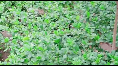 The beauty of Begum Rokeya University,  Rangpur.