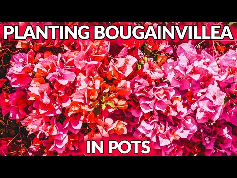 Video: Bougainvillea Container Care - How To Grow Bougainvillea In A Pot