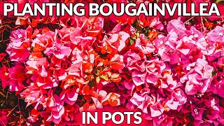 HOW TO PLANT BOUGAINVILLEA IN POTS/JoyUsGarden