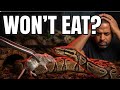 Your Snake Won't Eat? Don't Panic! Try These Things