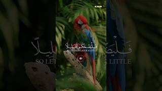 #quran #quranrecitation #besttilawat .