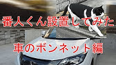 ネコが嫌がる音が出るアプリ 超音波バリア を試してみた すず コテツ Youtube