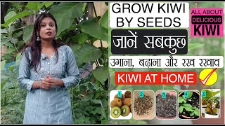 बाजार की किवी से घर में किवी के पौधे आसानी से उगायें ।। Propagate KIWI Fruit By Seeds easily at home