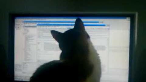 Cat following mouse pointer on screen