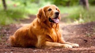 How My Dog Died. @TheSCGamers