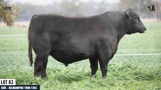 LOT 83: ASCOT VIVACIOUS V478