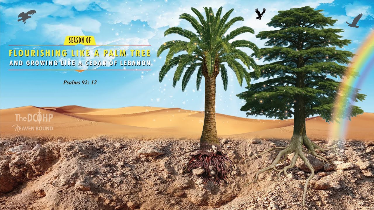 CHIREDZI LIVE SERVICE - 28/02/2026