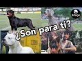 🔴¿ESTÁS PREPARADO PARA ESTAS RAZAS? ¡No cometas este error! - Charlas Edogs con Jaime Pardo