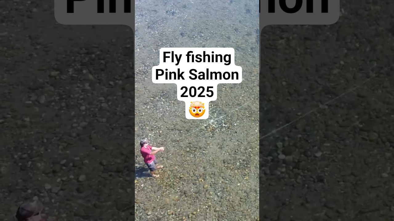 Fly Fishing Pink Salmon BC 2025