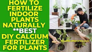 HOW TO FERTILIZE INDOOR PLANTS NATURALLY WITH EGG SHELLS (DIY CALCIUM POWDER FERTILIZER)