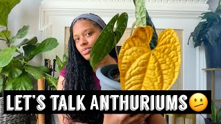 Let’s talk Anthuriums and new Philodendron plant from Ecuagenera USA live.