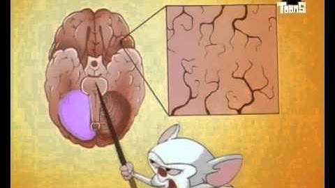 Pinky and the Brain - Hersenstam/Brainstem [Dutch]