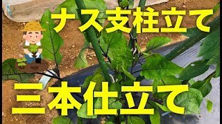 家庭菜園 三本仕立てのやり方と理由 家庭菜園のなす収穫量アップのコツ Youtube