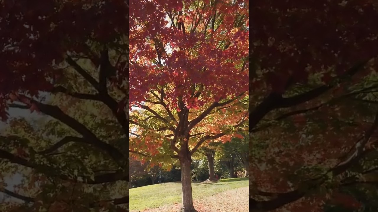 Autumn Colors at Arlington