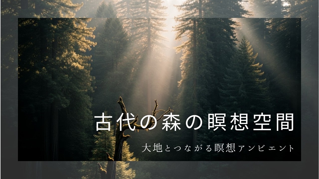 古代レッドウッドの静寂 🌲 大地とつながるグラウンディング瞑想アンビエント