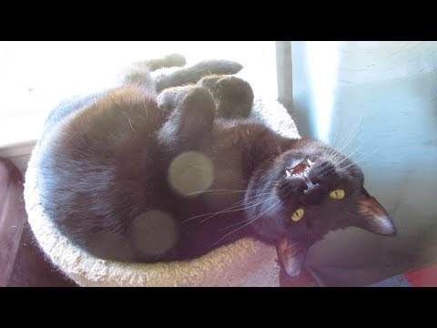 Boo Day 361 - Three Cats On The Bed And Who's Crunching Crunchies?