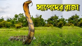 King Cobra: King of Snakes | Rajgokhara | Shankhchura | King Cobra bangla documentary