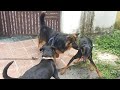 Panthu meets Doberman & Rottweiler together