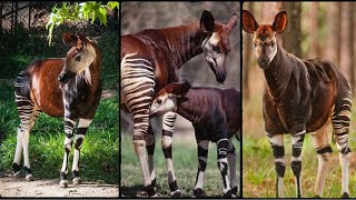 Meet the Okapi: The Hidden Giraffe of the Congo | Okapi Characteristics and Habitat | Paws and Claws