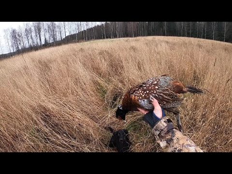 Video: Palveltava rauta: ominaisuudet, merkinnät ja laajuus