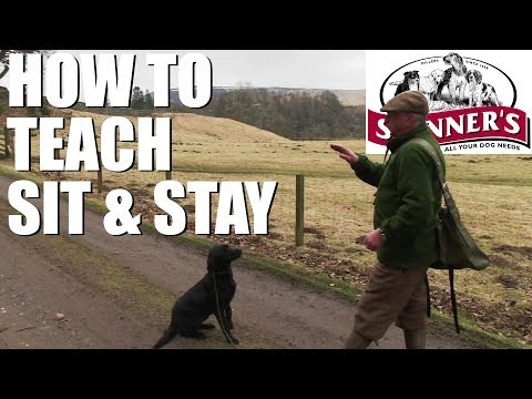 gundog-training-tips---sit-and-stay