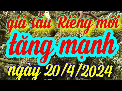 giá sầu riêng hôm nay ngày 20 tháng 4, 2024