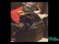 BEST FUNNY VINE COMPILATION-Funny Animal Vine