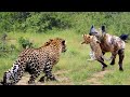 Hyena Kidnap Leopard Cub - An Energetic Encounter Between mother Leopard And Hyenas To Rescue Cub