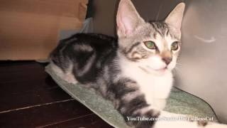 From Kitty To Cat - A Snake The Tailless Cat Photo Timeline