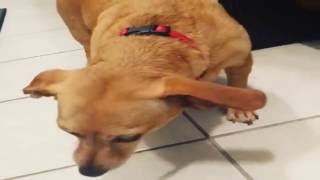 Chihuahua Dachshund Mix 2