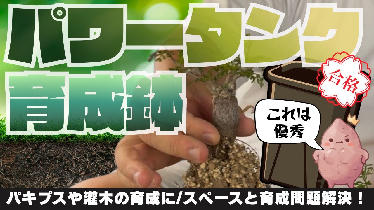 vol.67【こんな鉢探してた！】パキプス実生に最高のプラ鉢見つけました