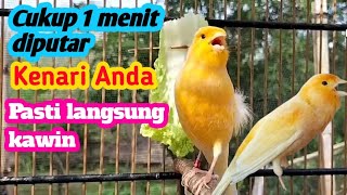 Pancingan kenari birahi, dijamin langsung minta kawin