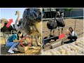 Playing and collecting ostrich eggs at a wonderful ostrich farm | Mr Lee