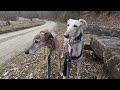 260228 gassi schambachtal video