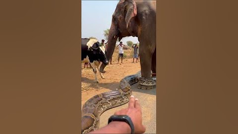 The python, while trying to attack the cow, mistakenly wrapped around the wrong animal #shorts