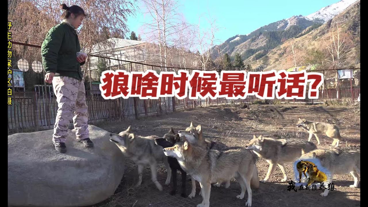【我在新疆养狼】狼什么时候最听话?饲养员例行检查狼群身体,拿1块肉群狼疯抢跟随 - YouTube